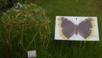 Schmetterlingstafeln sind Bestandteil eines Quizzes für die LGS-Besucher